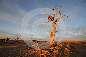 Bare trees in autumn dawn