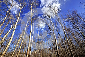 Bare trees of an autumn forest