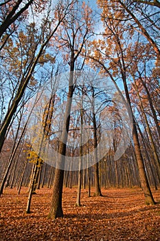 Bare trees in clear blue November sky, bright yellow and orange fallen leaves cover road on the ground, trunk shadows