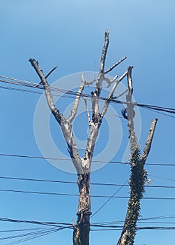 Bare Trees and cluttered cables and wires in the sky