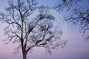 Bare Trees and Crescent Moon