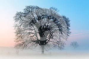 Bare Trees and Crescent Moon at Dawn