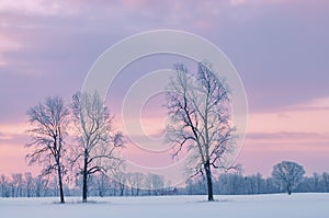 Bare Trees at Dawn