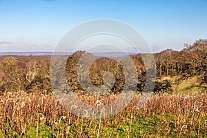 Bare trees and dead sunflowers on a sunny winter's day in Sussex