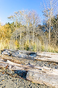 Bare Trees  And  Driftwood 3