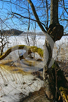 Bare trees in early spring, old tree trunks, tree trunk close-up