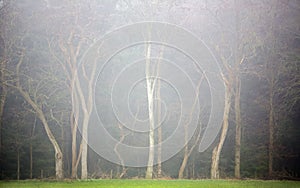 bare trees in fog with dark forest in the background give mysterious atmosphere