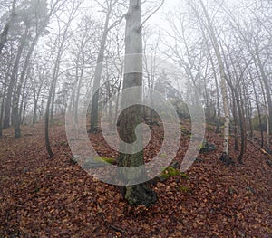 Bare trees in fog with red leaves on the ground in early spring