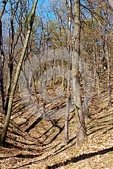 Bare trees in forest..