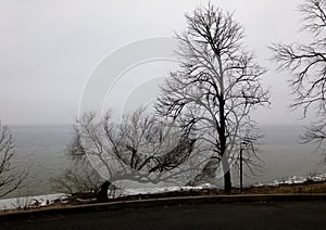 Bare trees with fractal branches in a cold winter lake environment and street