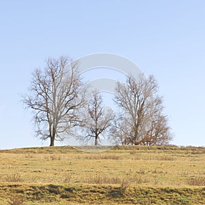 Bare Trees on a Gentle Hill at Dawn