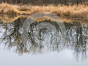 Bare Trees And Glowing Grasses Reflecting In Pond