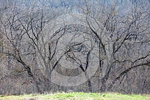 Bare trees and green grass