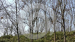 Bare trees on a green hillside under a clear blue sky branches
