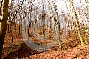 Bare trees on the hillside