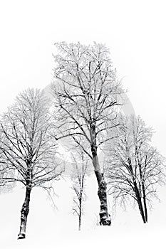 Bare trees with hoar frost