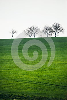 Bare trees isolated against a white background