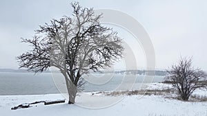 Bare trees on lake shore on cloudy winter day