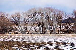 Bare Trees and Layered Background