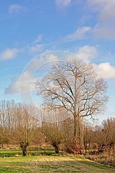 Bare trees in the marshland of Bourgoyen nature reserve