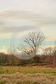 Bare trees in the marshland landscape of `Gentbrugse meersen` nature reserve