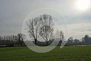 bare trees in a meadow in the flemish countryside against a pale winter sky