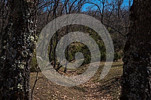 Bare trees in a mountain forest on a day with blue sky, RascafrÃÂ­a, Madrid, Spain photo