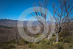 Bare trees in a mountain forest and snowy peaks in the background, RascafrÃÂ­a, Madrid, Spain photo