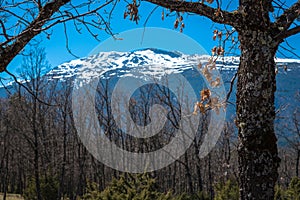 Bare trees in a mountain forest and snowy peaks in the background, RascafrÃÂ­a, Madrid, Spain photo
