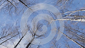 Bare trees in a oak forest in winter, on a sunny day. Spring or winter forest, park.