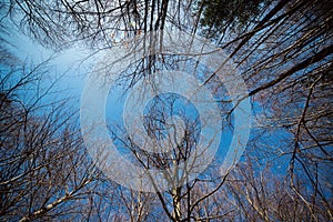 Bare trees over blue sky background. Forest landscape in cold sunny day in winter or early spring