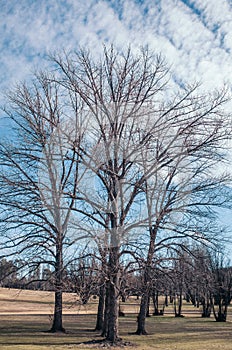 Bare trees in the park, winter season