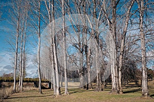Bare trees in the park, winter season