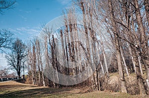 Bare trees in the park, winter season