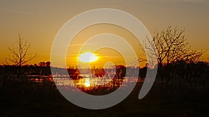 Bare trees and reed against sunset in Bourgoyen nature reserve.