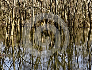 Bare trees are reflected in a wetland in Western Pennsylvanai.