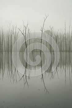 Dead trees reflecting on lake