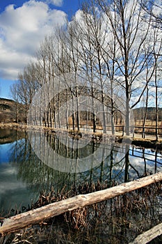 Bare trees reflecting on lake