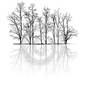 Bare trees with reflection