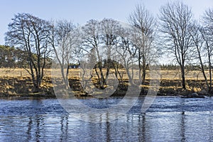 Bare trees on a river bank on a sunny winter day