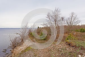 Bare trees and shrubs on the cliffs on the coast of Pakri Peninsula, Paldiski