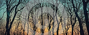 Bare trees silhouetted against a twilight sky