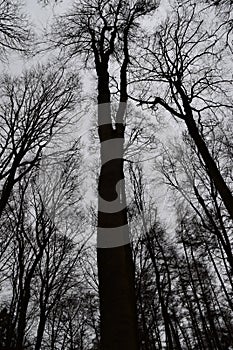 Bare trees silhouettes with overcast sky