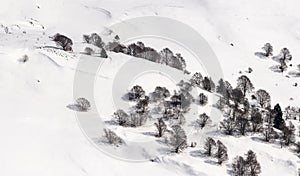 Bare trees in snow from above, Orobie