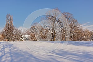 Bare trees in the snow in Jean Drapeau park in Montreal