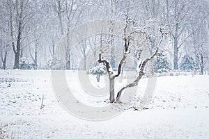 Bare trees in a snoww landscape. Woodland covered with snow. Snowy cold mornings