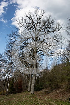 Bare trees in spring