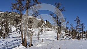 Bare trees stand in snowdrifts. Pure white snow all around.