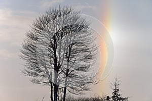 Bare Trees and Sundog