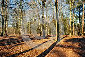 Bare trees in a sunny forest